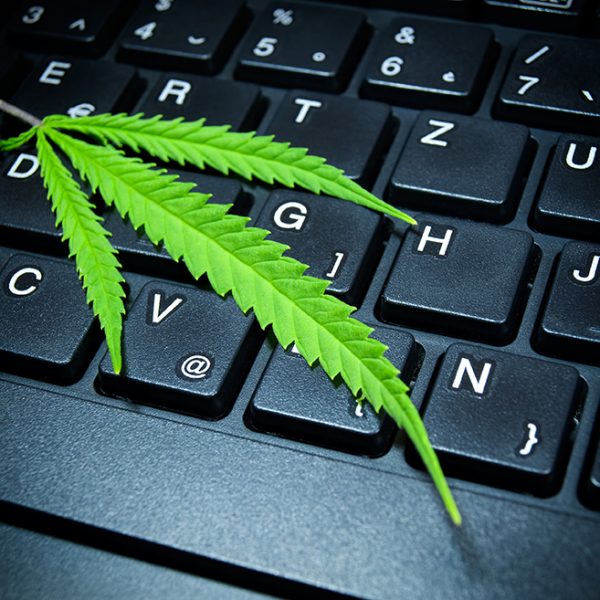 Hemp or cannabis on a computer keyboard.